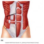 abdominals