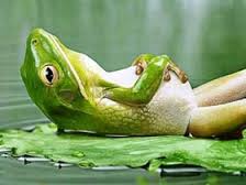 stomach bloated frog